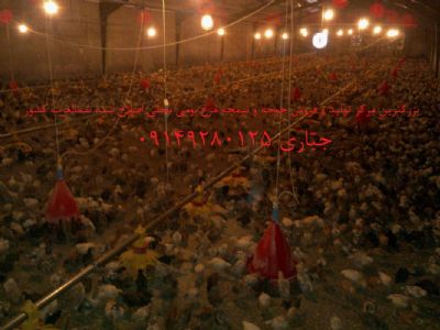 بزرگترین مرکز تولید و فروش جوجه و نیمچه مرغ بومی اصلاح شده شمالغرب کشور